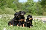 BEAUCERON - PUPPIES 345